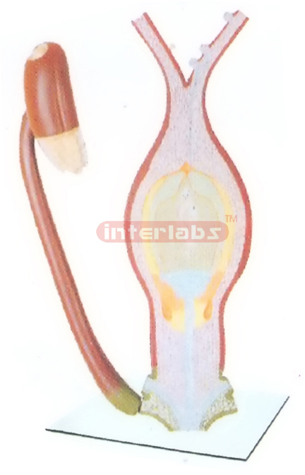 ANGIDSPERM FERTILIZATION MODEL